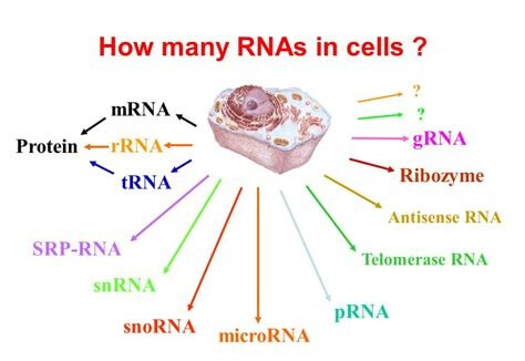 细胞中的RNA.jpg