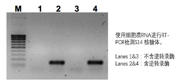 使用细胞质RNA进行RT-PCR检测S14核糖体.png