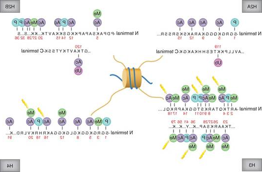 组蛋白H3蛋白结构.jpg