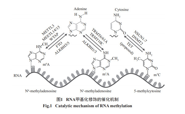 RNA甲基化修饰的催化机制.jpg