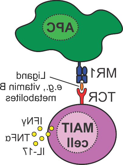 粘膜相关恒定T细胞.png