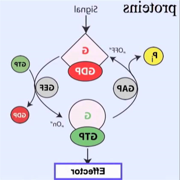 GTP酶活化蛋白.jpg
