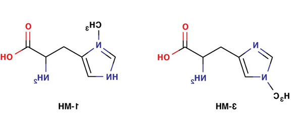 3-甲基组氨酸