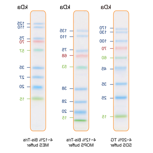 IRIS9 Plus 预染蛋白ladder(9条预染条带，)