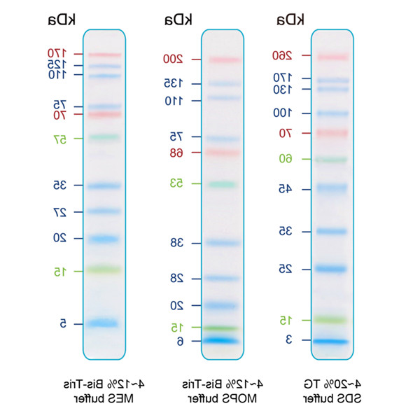 IRIS11 预染蛋白ladder(11条预染条带)