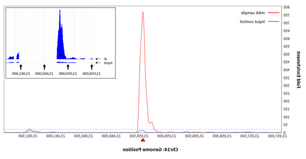 使用m6A RNA甲基化片段富集试剂盒富集m6A RNA