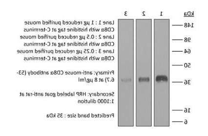 体内单克隆抗体抗小鼠CD8α