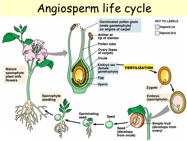 angiosperm-life-cycle.jpg
