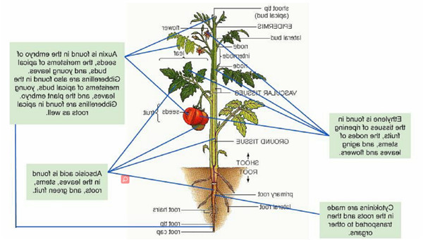 Plant-hormone-1.jpg